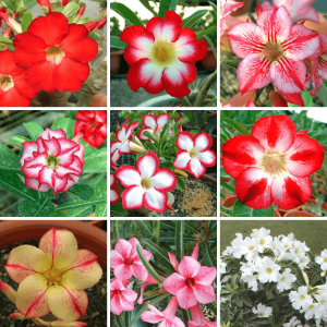 Adenium Obesum Desert Rose Bulb – Desert Rose Flower Bulb Plant Saplings for Garden Planting Set X, 1 Bulb Pack