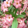 Adenium Obesum Desert Rose Seeds – Pink White Desert Rose Flower Seeds for Garden Planting #003, 5 Seeds Pack