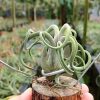 Tillandsia Caput "Medusae" Plant – Air Plant Succulent Plant for Indoor & Garden Planting
