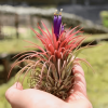 Tillandsia Ionantha "Rubra" Plant– Air Plant Succulent Plant for Indoor & Garden Planting