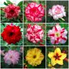 Adenium Obesum Desert Rose Bulb – Desert Rose Flower Bulb Plant Saplings for Garden Planting Set F, 1 Bulb Pack