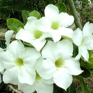 Adenium Obesum Desert Rose Seeds – Angel White Flower Seeds for Garden Planting, 5 Seeds Pack