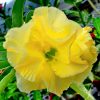 Adenium Obesum Desert Rose Seeds – Multi-Petals Yellow Desert Rose Flower Seeds for Garden Planting #110, 5 Seeds Pack