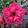 Adenium Obesum Desert Rose Seeds – Multi-Petals Desert Rose Flower Seeds for Garden Planting #114, 5 Seeds Pack