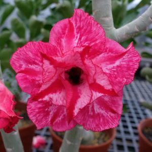 Adenium Obesum Desert Rose Seeds – Multi-Petals Desert Rose Flower Seeds for Garden Planting #114, 5 Seeds Pack
