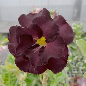 Adenium Obesum Desert Rose Seeds – Multi-Petals Desert Rose Flower Seeds for Garden Planting #129, 5 Seeds Pack