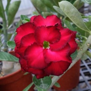 Adenium Obesum Desert Rose Seeds – Desert Rose Flower Seeds for Garden Planting #147, 5 Seeds Pack