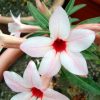 Adenium Obesum Desert Rose Seeds – Baby Pink Desert Rose Flower Seeds for Garden Planting #015, 5 Seeds Pack