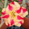 Adenium Obesum Desert Rose Seeds – Desert Rose Flower Seeds for Garden Planting #160, 5 Seeds Pack