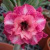 Adenium Obesum Desert Rose Seeds – Multi-Petals Desert Rose Flower Seeds for Garden Planting #166, 5 Seeds Pack