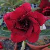 Adenium Obesum Desert Rose Seeds – Multi-Petals Desert Rose Flower Seeds for Garden Planting #172, 5 Seeds Pack