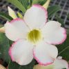 Adenium Obesum Desert Rose Seeds – Desert Rose Flower Seeds for Garden Planting #174, 5 Seeds Pack