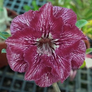 Adenium Obesum Desert Rose Seeds – Multi-Petals Desert Rose Flower Seeds for Garden Planting #176, 5 Seeds Pack