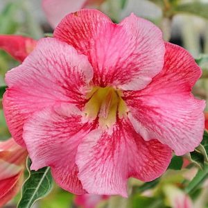 Adenium Obesum Desert Rose Seeds – Multi-Petals Desert Rose Flower Seeds for Garden Planting #177, 5 Seeds Pack
