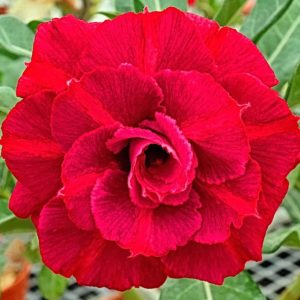 Adenium Obesum Desert Rose Seeds – Multi-Petals Desert Rose Flower Seeds for Garden Planting #180, 5 Seeds Pack