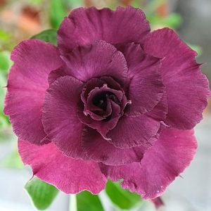 Adenium Obesum Desert Rose Seeds – Multi-Petals Desert Rose Flower Seeds for Garden Planting #181, 5 Seeds Pack