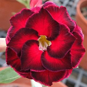 Adenium Obesum Desert Rose Seeds – Multi-Petals Desert Rose Flower Seeds for Garden Planting #183, 5 Seeds Pack