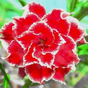 Adenium Obesum Desert Rose Seeds – Multi-Petals Desert Rose Flower Seeds for Garden Planting #184, 5 Seeds Pack