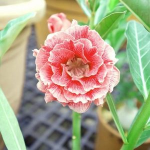 Adenium Obesum Desert Rose Seeds – Multi-Petals Desert Rose Flower Seeds for Garden Planting #185, 5 Seeds Pack
