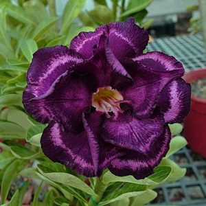 Adenium Obesum Desert Rose Seeds – Multi-Petals Desert Rose Flower Seeds for Garden Planting #186, 5 Seeds Pack