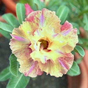 Adenium Obesum Desert Rose Seeds – Multi-Petals Desert Rose Flower Seeds for Garden Planting #187, 5 Seeds Pack