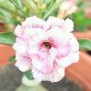 Adenium Obesum Desert Rose Seeds – Multi-Petals Desert Rose Flower Seeds for Garden Planting #188, 5 Seeds Pack