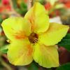 Adenium Obesum Desert Rose Seeds – Desert Rose Flower Seeds for Garden Planting #190, 5 Seeds Pack