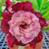 Adenium Obesum Desert Rose Seeds – Multi-Petals Desert Rose Flower Seeds for Garden Planting #196, 5 Seeds Pack