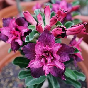 Adenium Obesum Desert Rose Seeds – Multi-Petals Desert Rose Flower Seeds for Garden Planting #200, 5 Seeds Pack