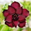 Adenium Obesum Desert Rose Seeds – Multi-Petals Desert Rose Flower Seeds for Garden Planting #202, 5 Seeds Pack
