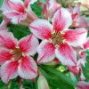 Adenium Obesum Desert Rose Seeds – Desert Rose Flower Seeds for Garden Planting #206, 5 Seeds Pack