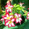 Adenium Obesum Desert Rose Seeds – Desert Rose Flower Seeds for Garden Planting #210, 5 Seeds Pack