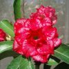 Adenium Obesum Desert Rose Seeds – Multi-Petals Desert Rose Flower Seeds for Garden Planting #212, 5 Seeds Pack