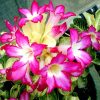 Adenium Obesum Desert Rose Seeds – Desert Rose Flower Seeds for Garden Planting #214, 5 Seeds Pack