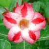 Adenium Obesum Desert Rose Seeds – Desert Rose Flower Seeds for Garden Planting #216, 5 Seeds Pack