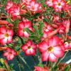 Adenium Obesum Desert Rose Seeds – Desert Rose Flower Seeds for Garden Planting #218, 5 Seeds Pack