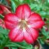Adenium Obesum Desert Rose Seeds – Desert Rose Flower Seeds for Garden Planting #228, 5 Seeds Pack