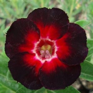 Adenium Obesum Desert Rose Seeds – Desert Rose Flower Seeds for Garden Planting #229, 5 Seeds Pack