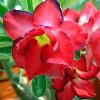 Adenium Obesum Desert Rose Seeds – Red Desert Rose Flower Seeds for Garden Planting #023, 5 Seeds Pack