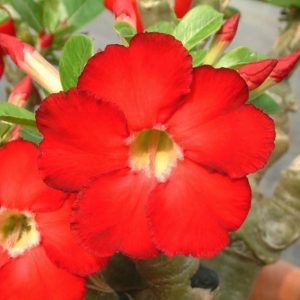 Adenium Obesum Desert Rose Seeds – Desert Rose Flower Seeds for Garden Planting #231, 5 Seeds Pack