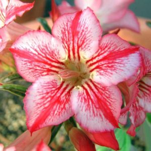 Adenium Obesum Desert Rose Seeds – Desert Rose Flower Seeds for Garden Planting #232, 5 Seeds Pack