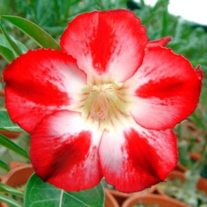 Adenium Obesum Desert Rose Seeds – Desert Rose Flower Seeds for Garden Planting #235, 5 Seeds Pack