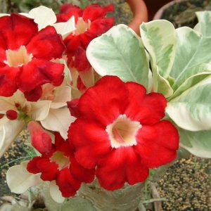 Adenium Obesum Desert Rose Seeds – Desert Rose Flower Seeds for Garden Planting #236, 5 Seeds Pack