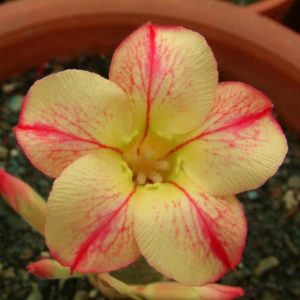 Adenium Obesum Desert Rose Seeds – Desert Rose Flower Seeds for Garden Planting #237, 5 Seeds Pack