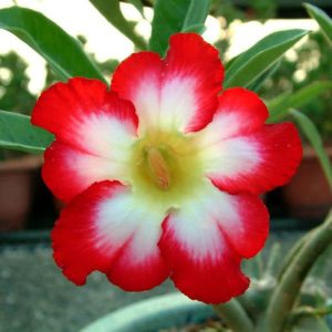 Adenium Obesum Desert Rose Seeds – Desert Rose Flower Seeds for Garden Planting #239, 5 Seeds Pack