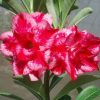 Adenium Obesum Desert Rose Seeds – Multi-Petals Pink Desert Rose Flower Seeds for Garden Planting #024, 5 Seeds Pack
