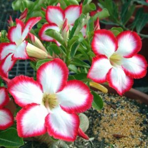 Adenium Obesum Desert Rose Seeds – Desert Rose Flower Seeds for Garden Planting #240, 5 Seeds Pack
