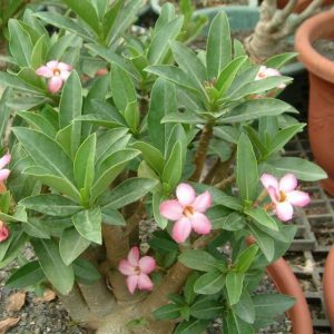 Adenium Obesum Desert Rose Seeds – Desert Rose Flower Seeds for Garden Planting #245, 5 Seeds Pack