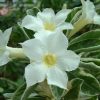Adenium Obesum Desert Rose Seeds – Desert Rose Flower Seeds for Garden Planting #246, 5 Seeds Pack