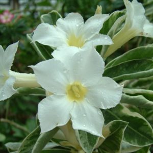 Adenium Obesum Desert Rose Seeds – Desert Rose Flower Seeds for Garden Planting #246, 5 Seeds Pack